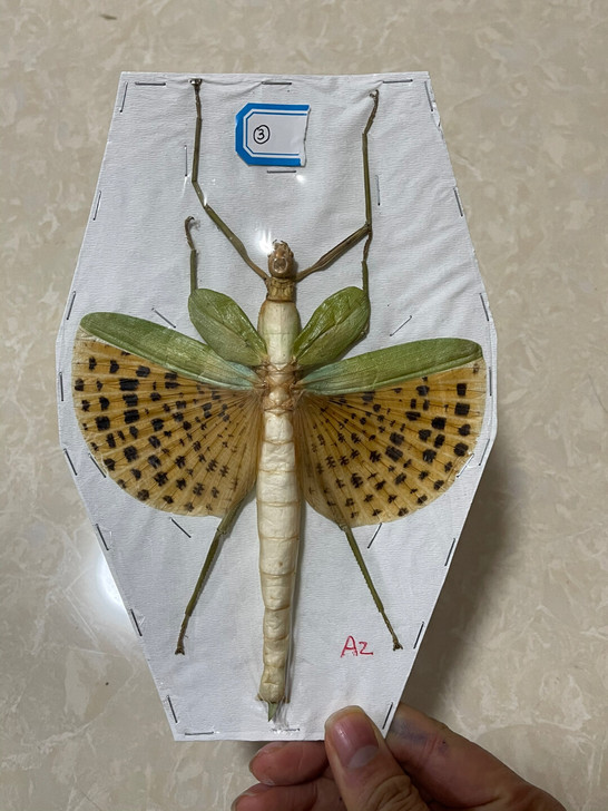 微瑕疵豹斑竹节虫标本Paracyphocr...