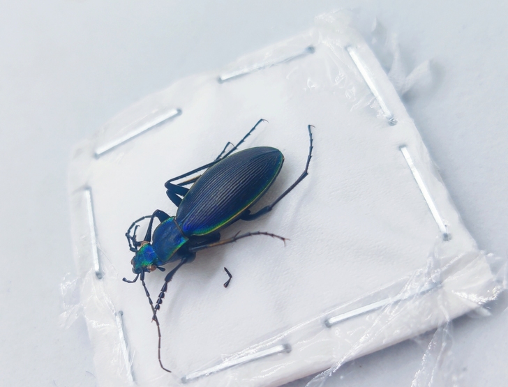 昆虫标本｜智利步甲