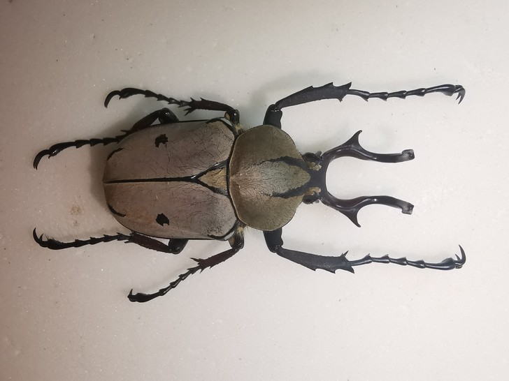 比特鹿角花金龟标本湿虫不僵硬昆虫标本