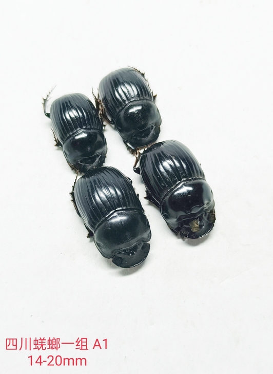 四川蜣螂标本一组
