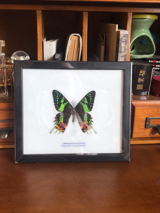 昆虫标本 太阳毒蛾 泰国入手的 无损坏
