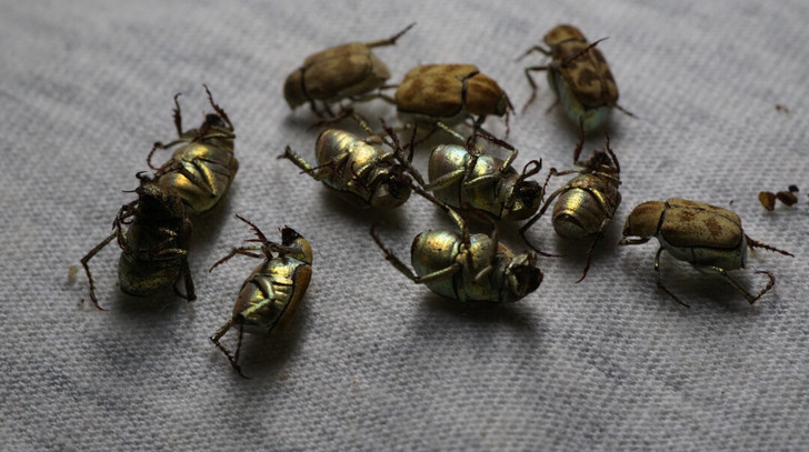 【昆虫标本】花上小金龟二号