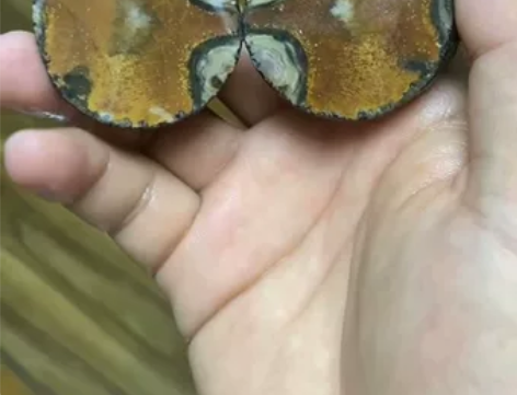 战国红玛瑙象形对石摆件 白糕对石,像一只呆...