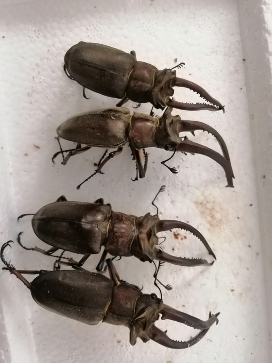 标本昆虫甲虫#拉叉深山锹甲可批发可零售