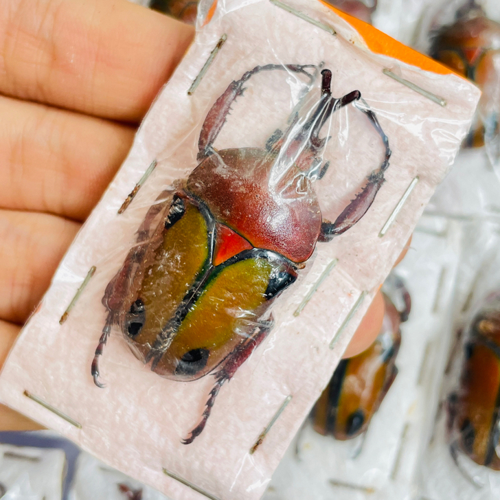 崔列尼塔花金龟A1标本