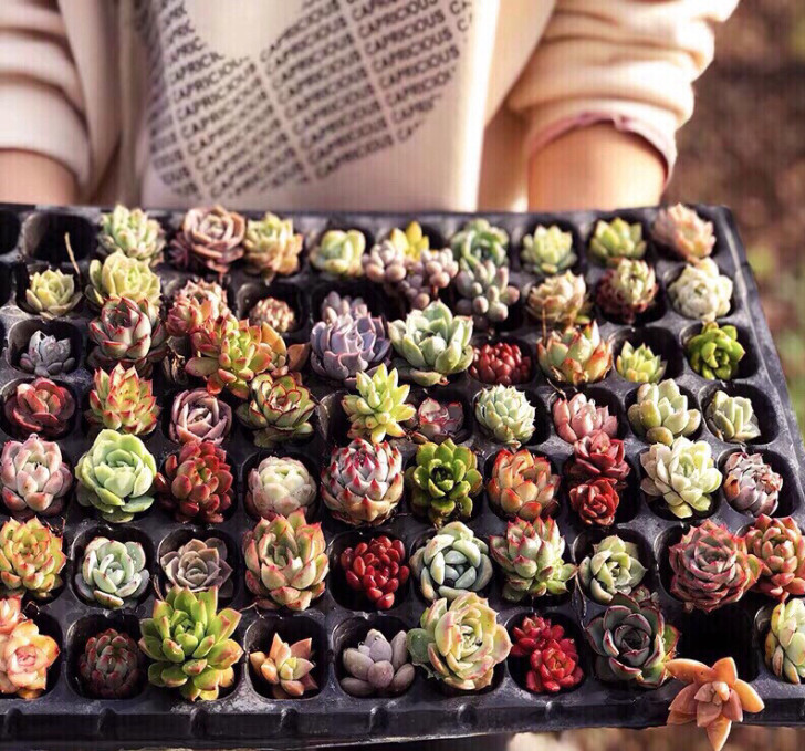 【免费送】40颗多肉植物桃蛋熊童子玉陆 白...