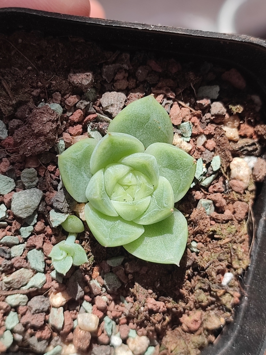 冰心，麦秆，玻璃渣心心，开始透了，特价88...