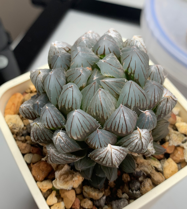 十二卷 霓虹灯 玉露锦