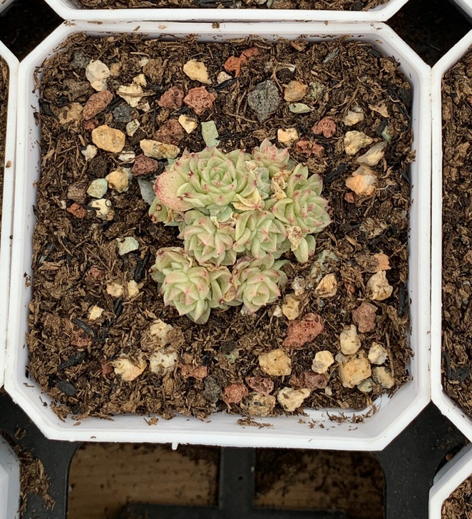 麦秆多肉，群生，十头以上，两群价格一样，植...