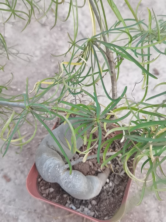 柳叶麒麟88