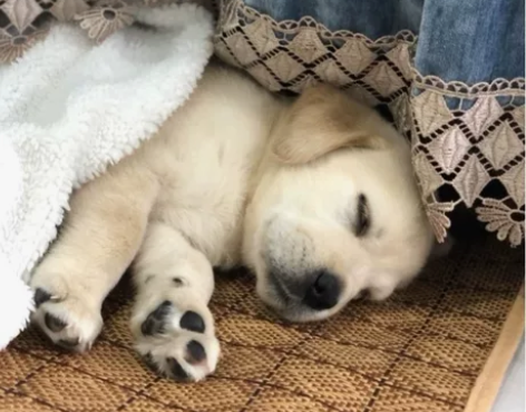 标价就是卖价！自家养的拉布拉多幼犬，拉不拉...