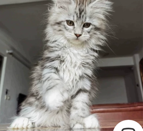 因为其他原因养不了 有需要的朋友可以拿走 ...