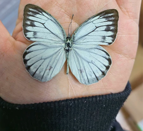 黑脉青园粉蝶未展翅原蝶，主图是展开的参考图...