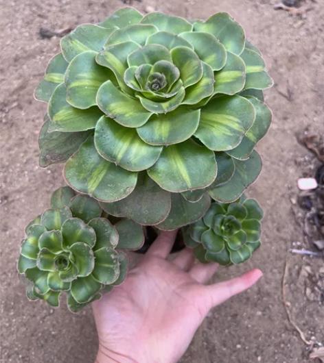 君美丽中班，状态如图，整桩带俩侧枝，刚刚生...