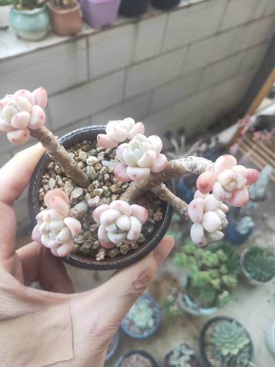 韩国罗琦,是罗琦,罗琦,正版的,别拿去和劳...