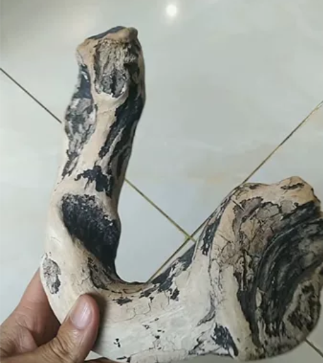 西藏林芝波密县树林捡到的天然木雕。天鹅头，...