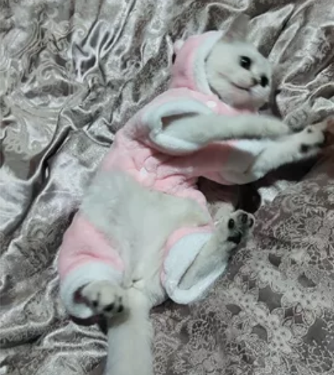 慢出一台魅族18peo 银河秘境  8+2...