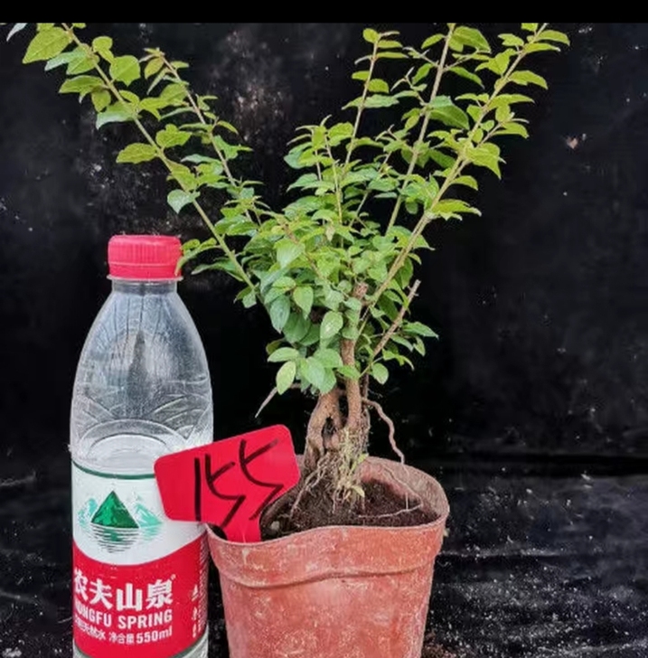 雀梅二十五至四十五不等，有意者私聊，一物一拍