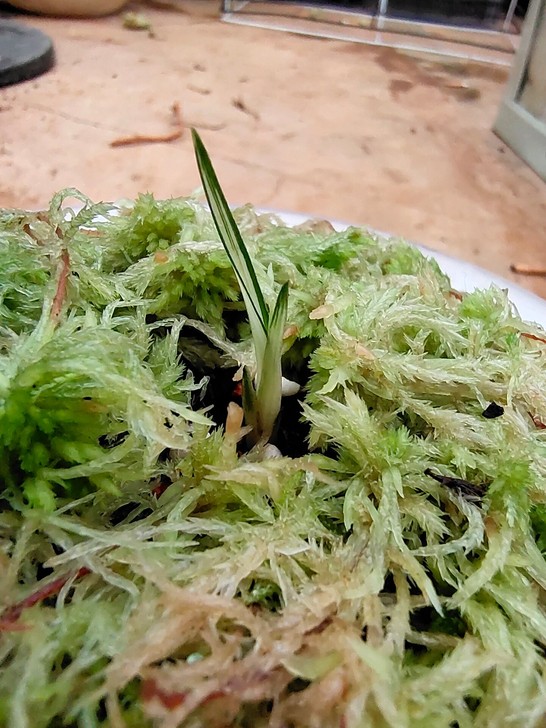 莲瓣兰瓷白中透艺