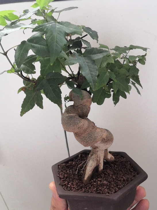 三角枫猪大肠矮霸，已养至穿根！