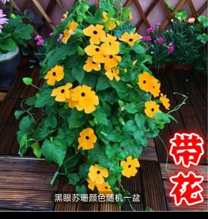 黑眼苏珊20一盆包邮