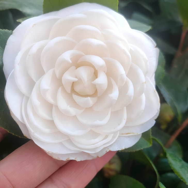 东方亮纯白色茶花，8年苗