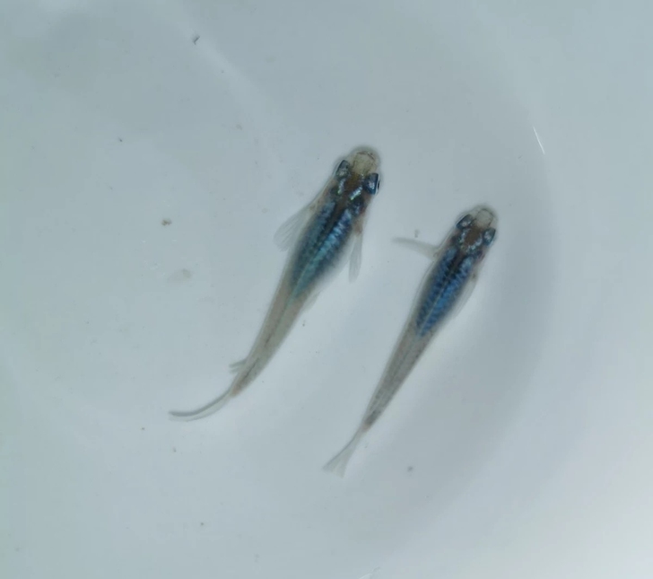 深海 观背青鳉精品鱼卵 20+粒包邮非...