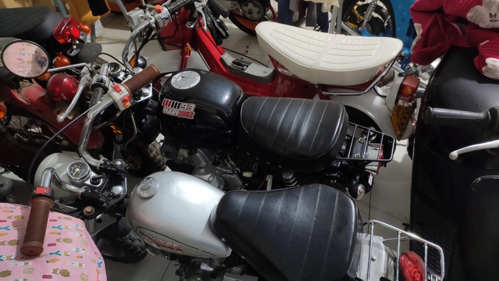 三鑫猴子 金城猴子  金城查理 现货