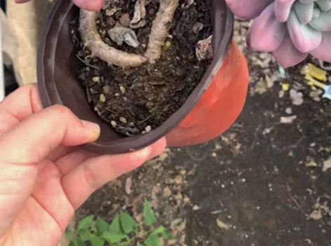 老桩飘枝奥普琳娜 感兴趣的话点“我想要”和...