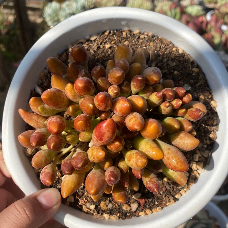 鼓槌水泡 整桩 品相自观 冠幅12公分 一...