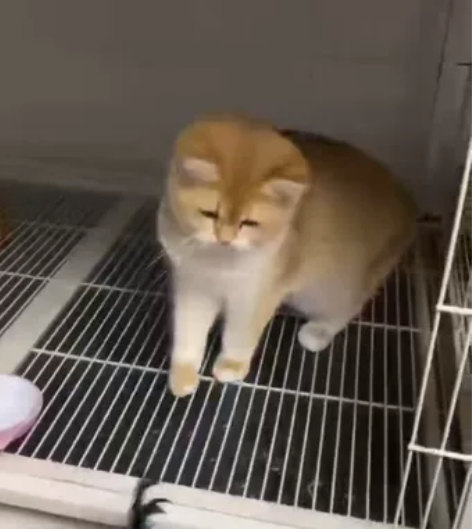 金渐层12色公 六个月 非常甜美 育苗都...