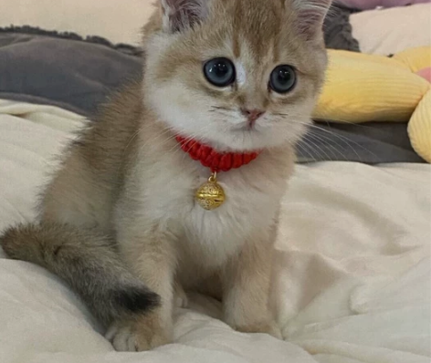 金渐层幼崽，没时间照顾它才转让的，家里人也...