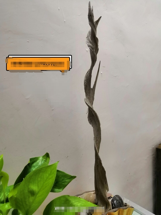 闲置太行全陈化崖柏看好下手不退不换