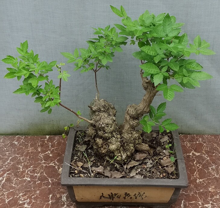 黄荆盆景：苍古夺特，犹如连绵起伏的山峦。生...