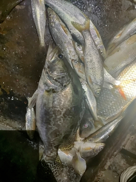 纯野生江鱼  有需要的私聊我说价格   牡...