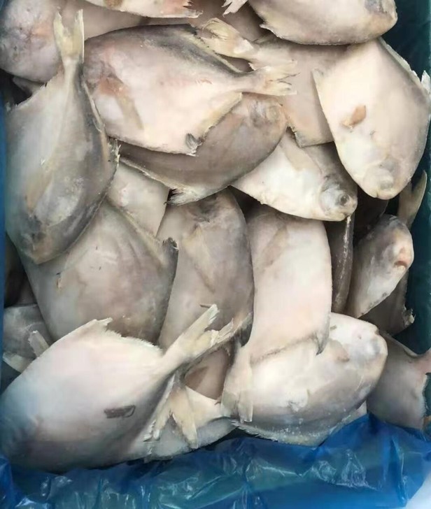 薄冰鲳鱼，去箱12斤