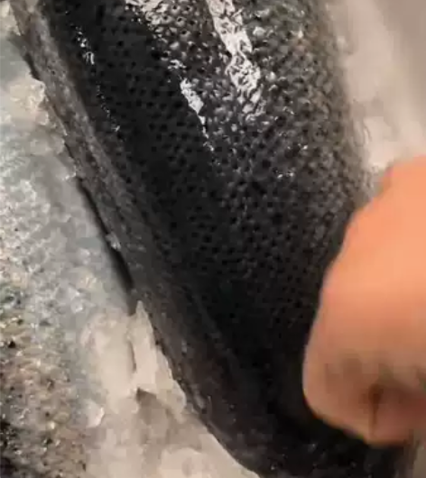 冰鲜三文鱼，每天新货需要的来，整条拿65一...