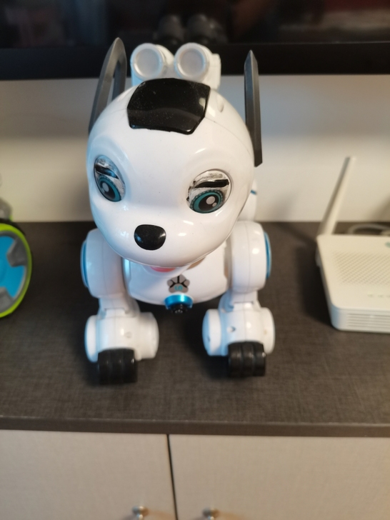 闲置小狗 九五成新 详情查淘宝