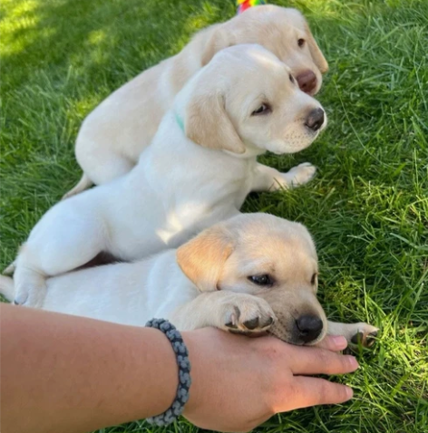 提自家养的拉布拉多幼犬，拉不拉多幼犬宠物狗...