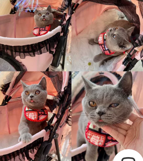找家中 蓝猫，小猫，英短蓝猫，美短，稀有色...