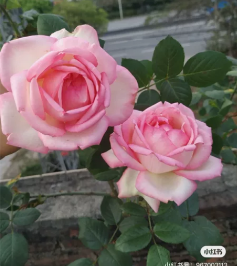 清园子特价，5加仑巴尔扎克Honoréde...