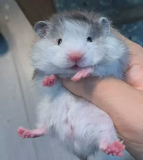 卷毛黑波弟弟328全款 卷毛熊眼线眼影款黑...