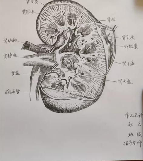 画医学解剖图、脏器、骨骼、肌肉、神经。可以...