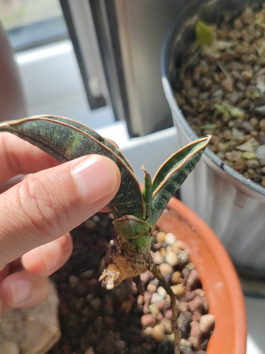 虎皮兰虎尾兰棒球杆绿蕉
