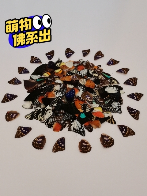 蝴蝶标本翅膀颜色多样500片起批