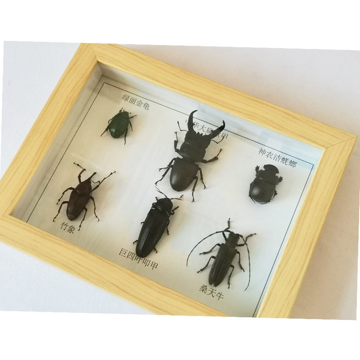 六种甲虫