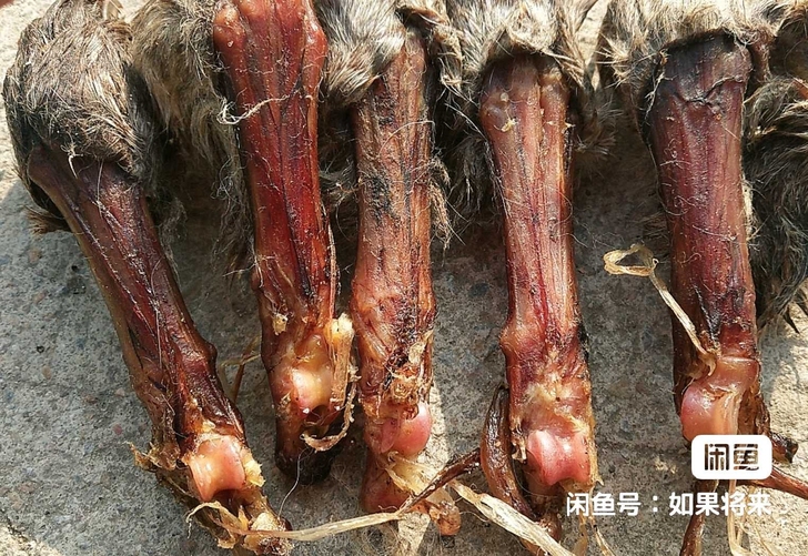 养殖狐狸爪子完整的  标本 摆件
