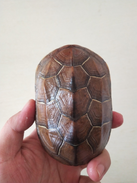 极品龟甲，干净无肉，手工处理，手把件摆件把玩