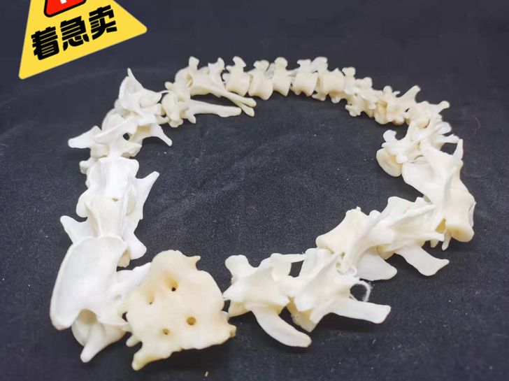 狐狸脊椎骨工艺品家居摆件收藏 全品可以制作...