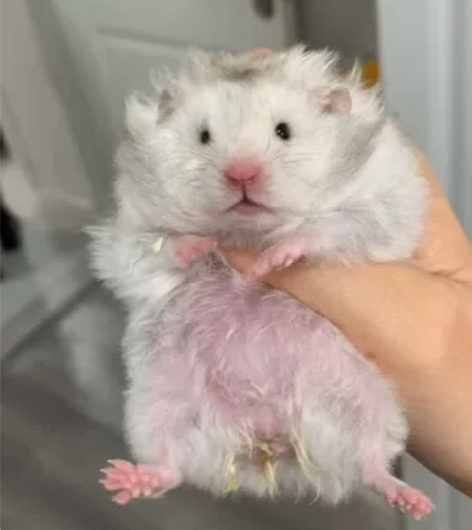 卷毛纯银妹妹 可定 卷毛熊眼线眼影款黑黄波...